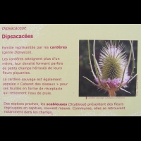 Famille Dipsacacees ou Dipsacaceae (txt)